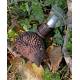 Egel geocache houder met ruimte voor logrol - 10cm - 3D geprint