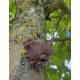 Vogel geocache houder met ruimte voor bison - 11cm - 3D geprint - Bruin