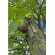 Vogel geocache houder met ruimte voor bison - 11cm - 3D geprint - Bruin
